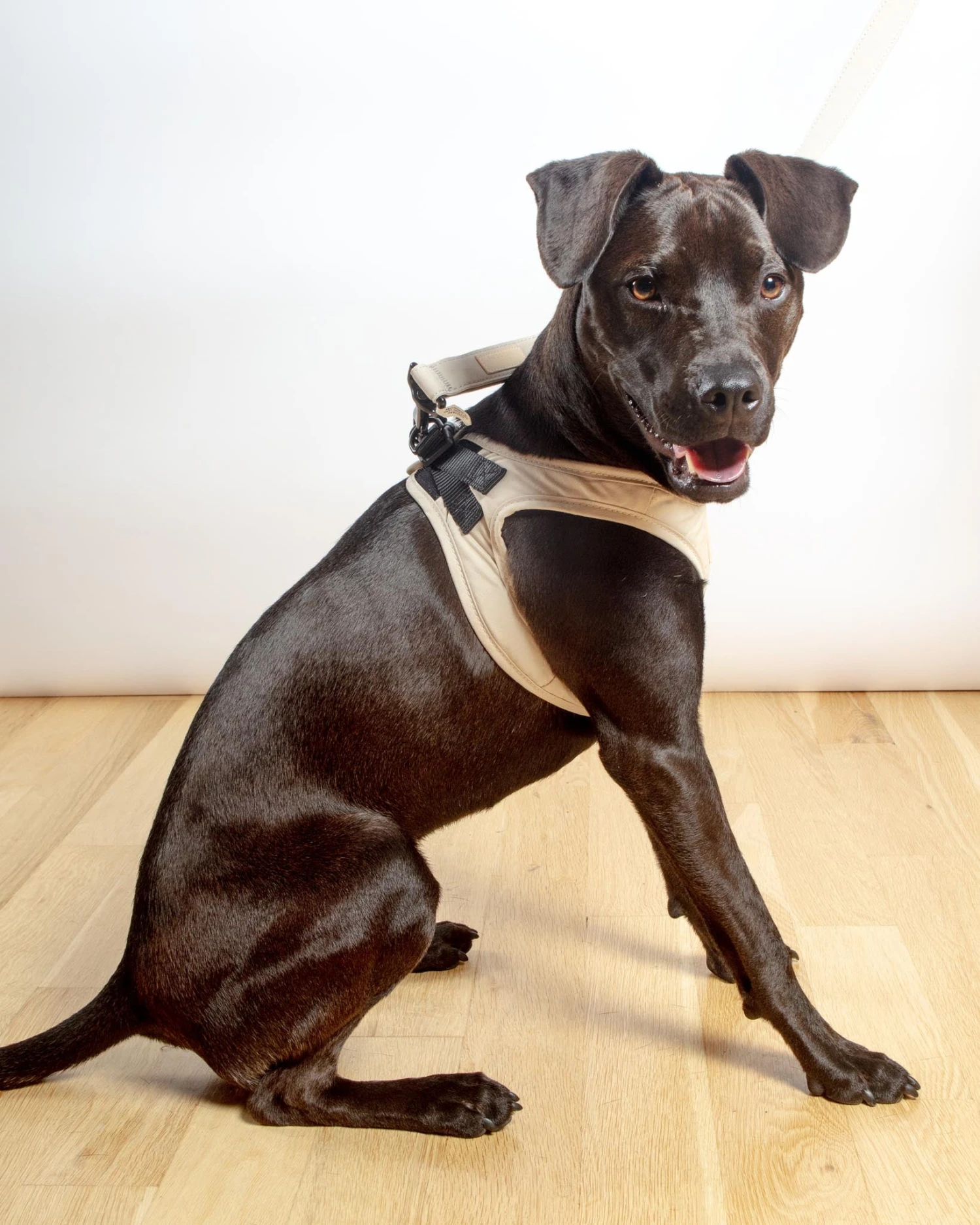 FUZZYARD Soft Fabric Step-In Dog Harness - Image 11