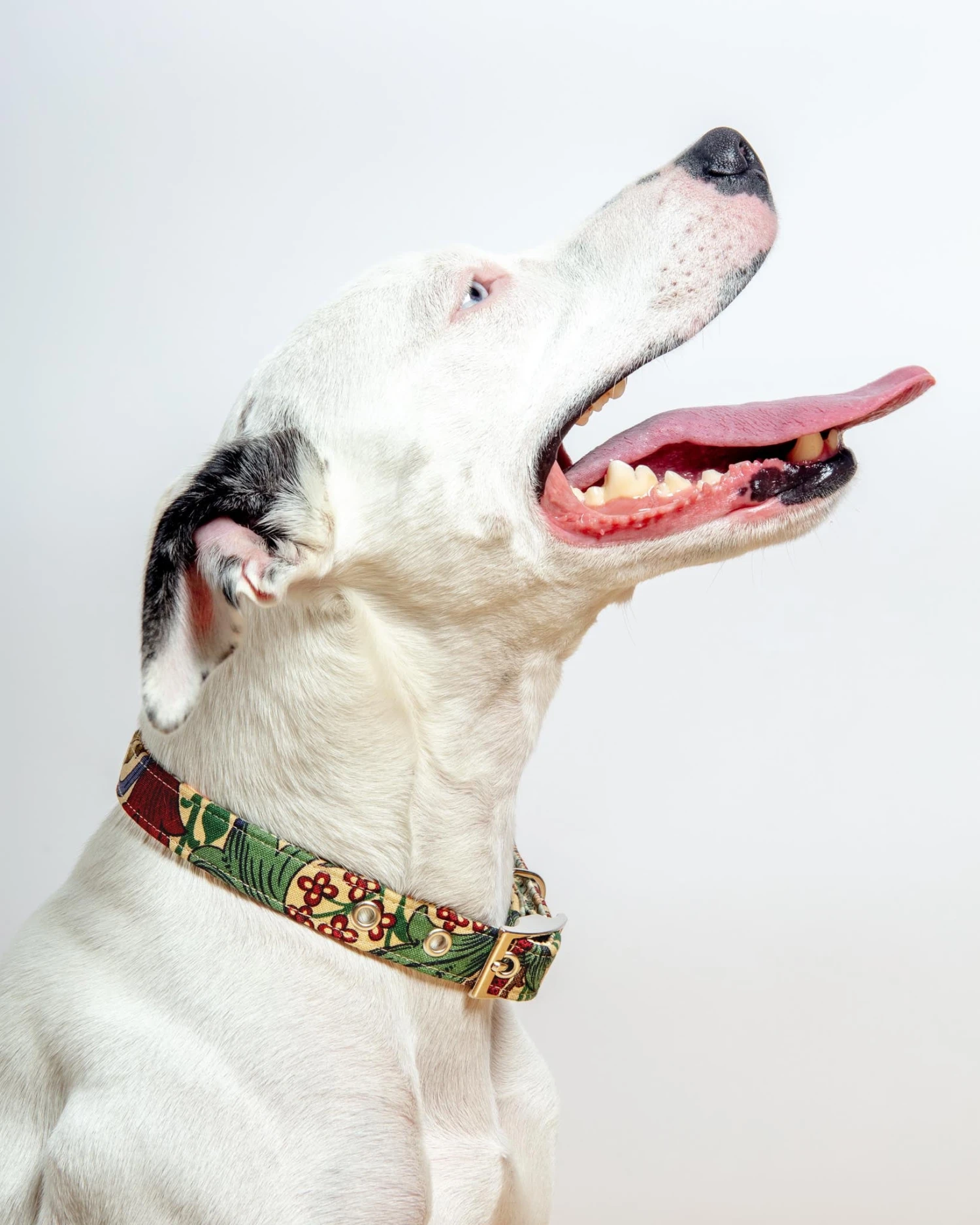 BLOSSOM CO. William Morris Golden Lily Dog Collar