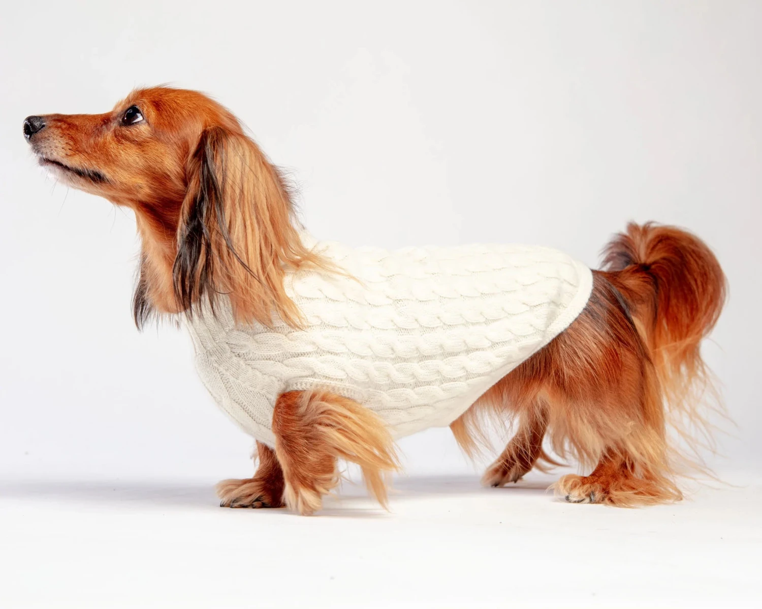 DOG & CO. COLLECTION The Uptown Cable Knit Sweater In Natural American Cotton (Made In NYC) - Image 4