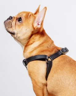 DOG & CO. COLLECTION Walk In The Park Waterproof Dog Harness In Lilac Or Black (Made In The USA)