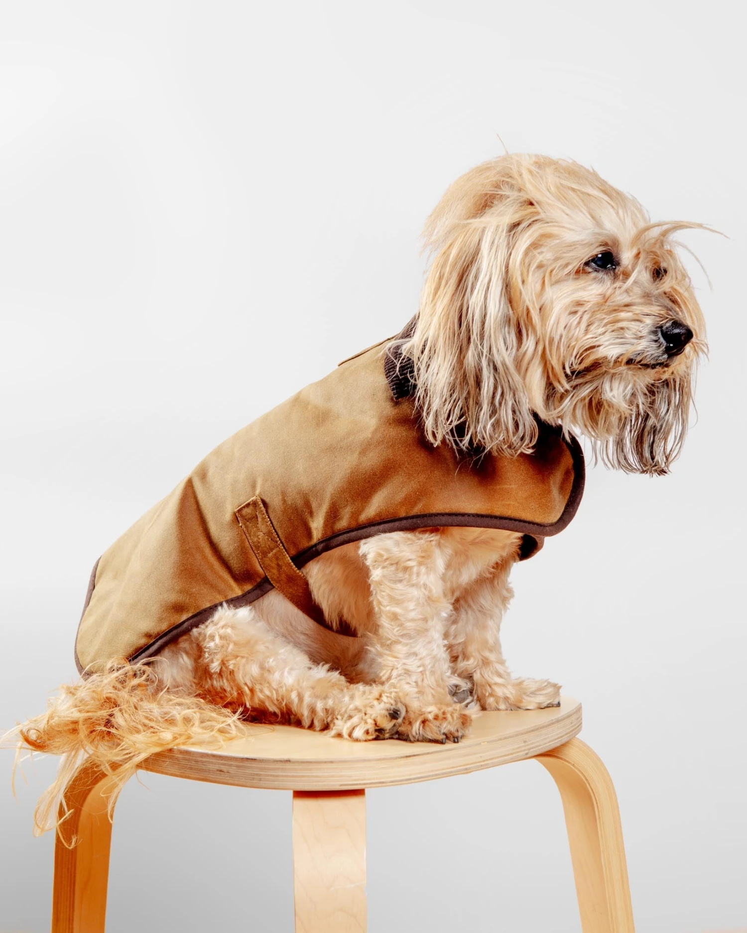 EARTHBOUND Wax Cotton All Weather Dog Jacket In Beige - Image 5
