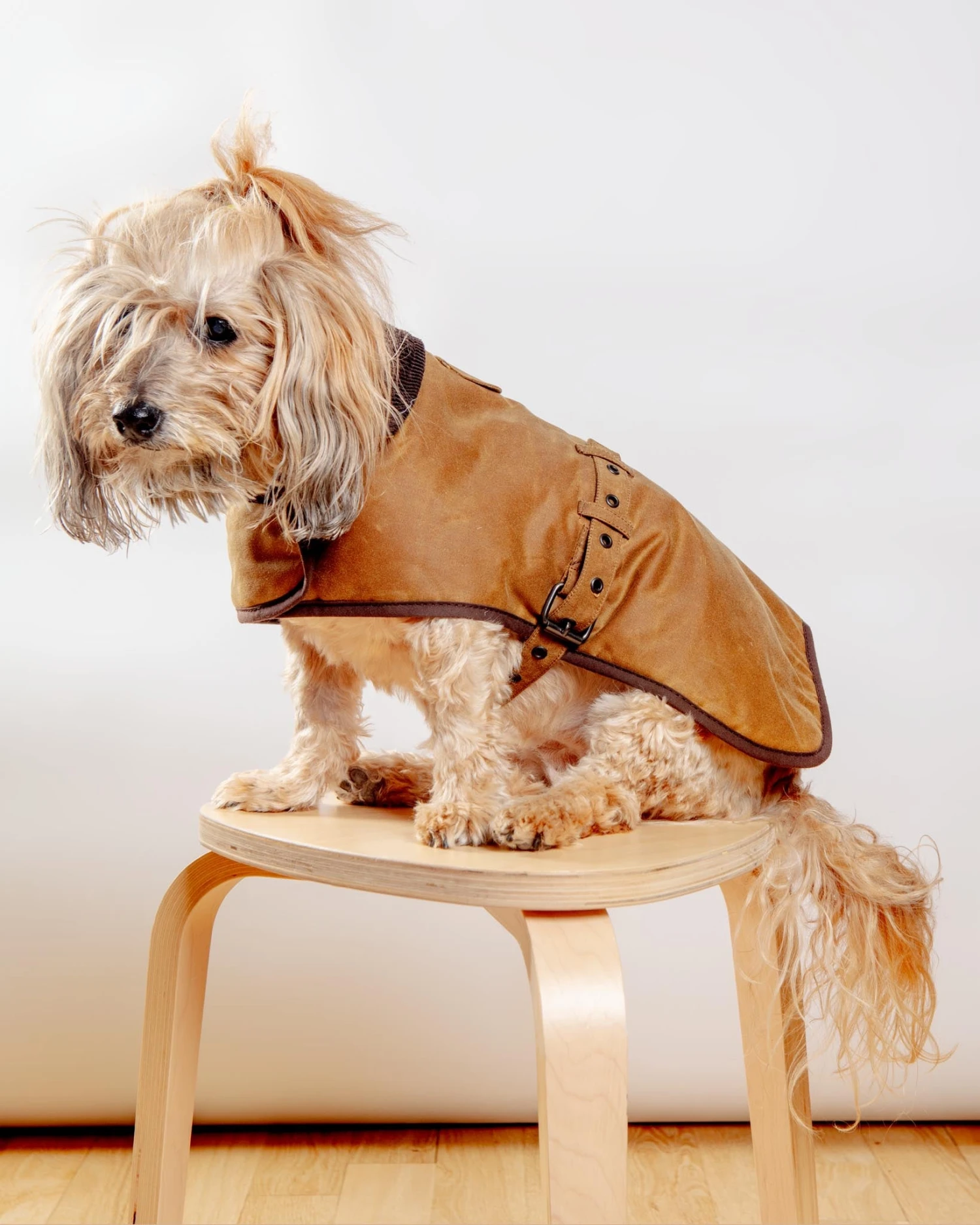 EARTHBOUND Wax Cotton All Weather Dog Jacket In Beige - Image 4