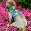 HEADS OR TAILS PUP Sunshine Positivity Denim Dog Harness