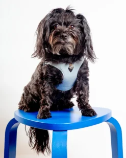 BRANNI Juno Leather Dog Harness In Sky Blue (Made In Italy)