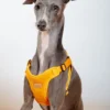 CHARLIE'S BACKYARD Comfort Dog Harness In Yellow