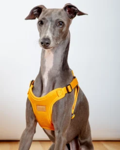 CHARLIE'S BACKYARD Comfort Dog Harness In Yellow