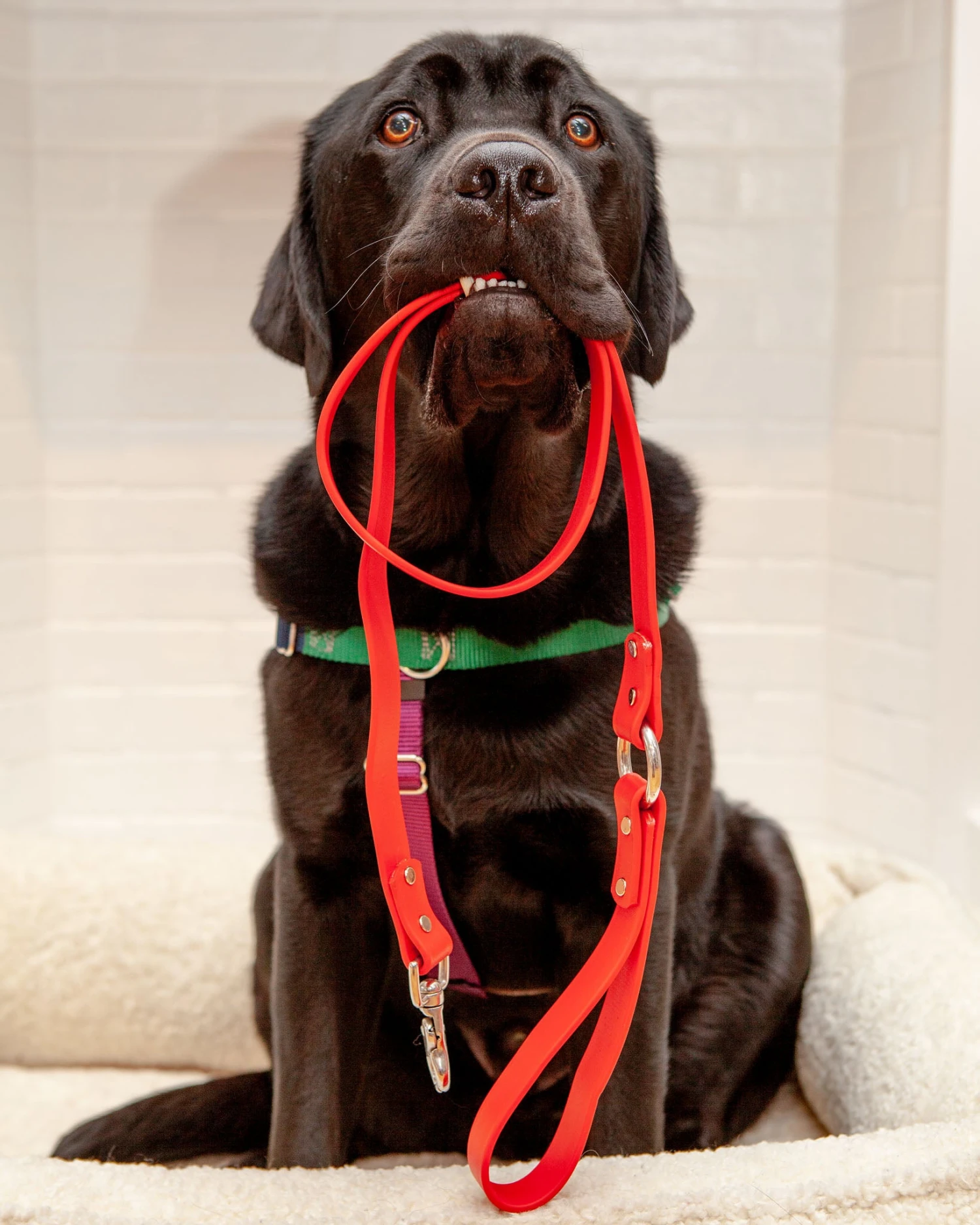 DOG & CO. COLLECTION City Leash In Real Red (Made In The USA) - Image 7