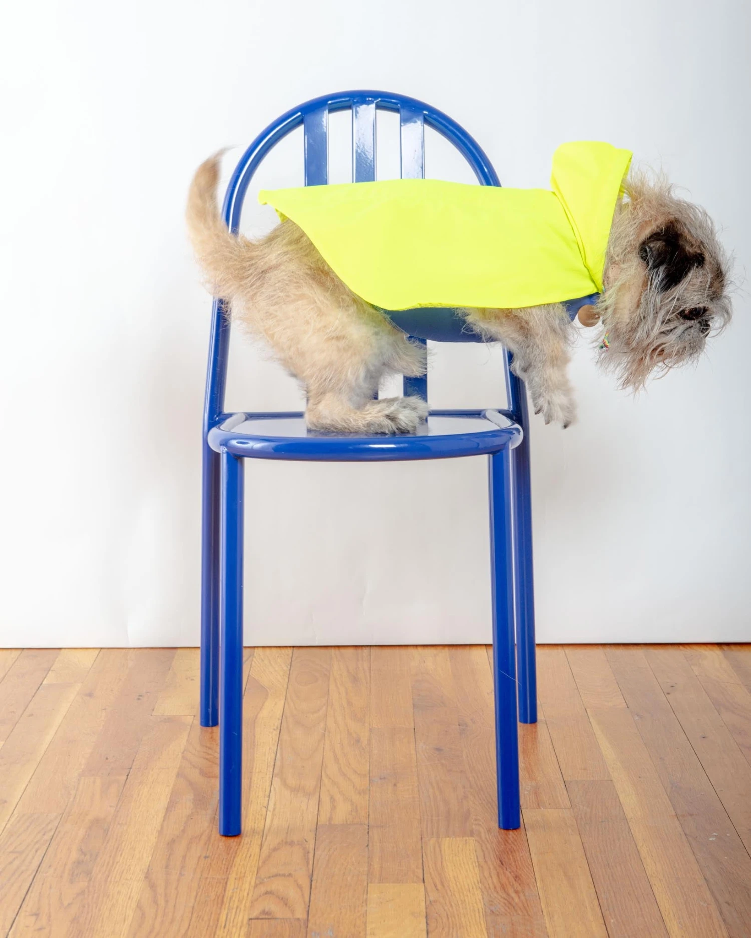 DOG & CO. COLLECTION Action Jacket Pull-On Raincoat In Safety Yellow + Blue (Made In NYC) - Image 5