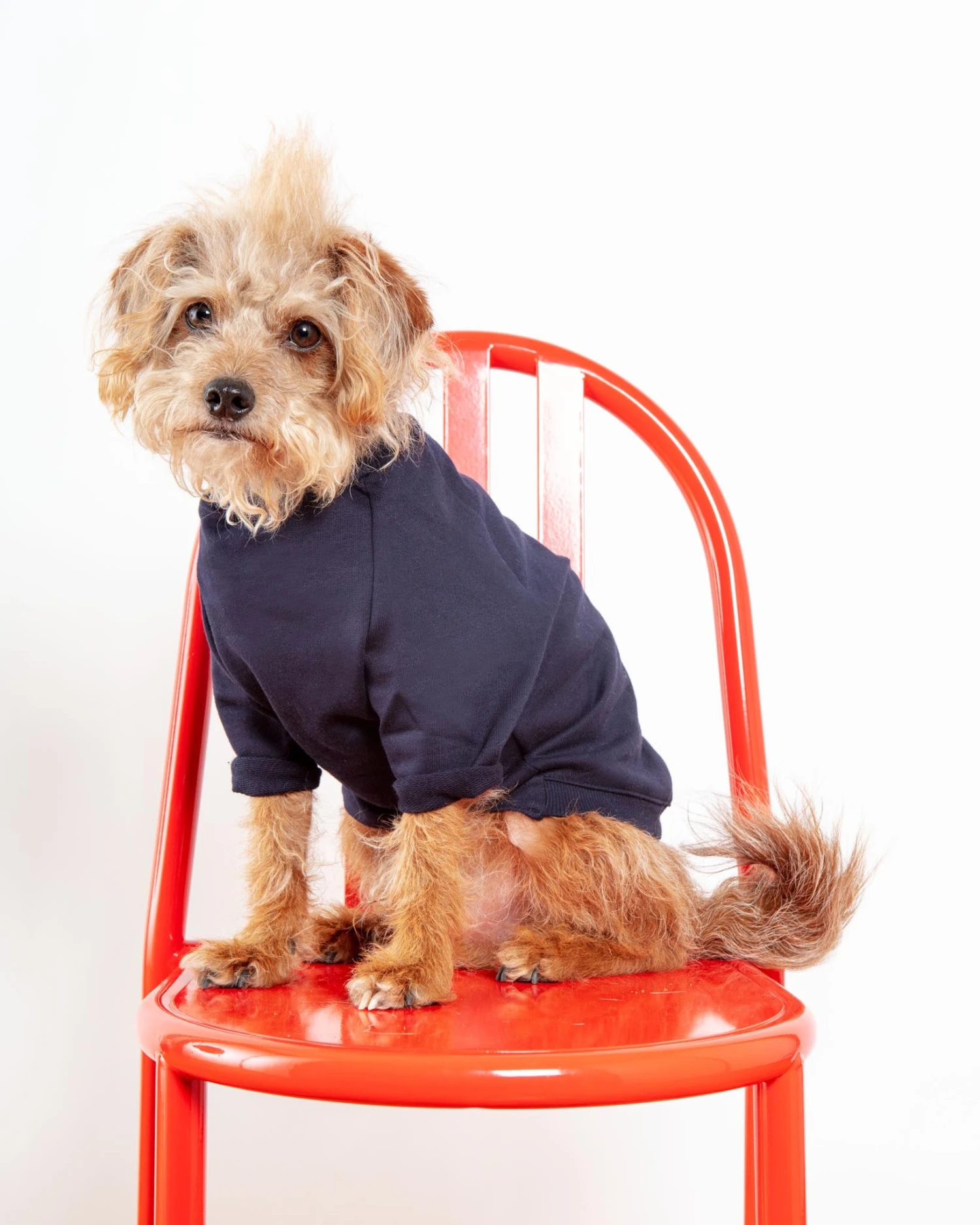 DOG & CO. COLLECTION Cut-Sleeve Crewneck Pullover In New Navy<br>(Made In NYC!) (FINAL SALE) - Image 5