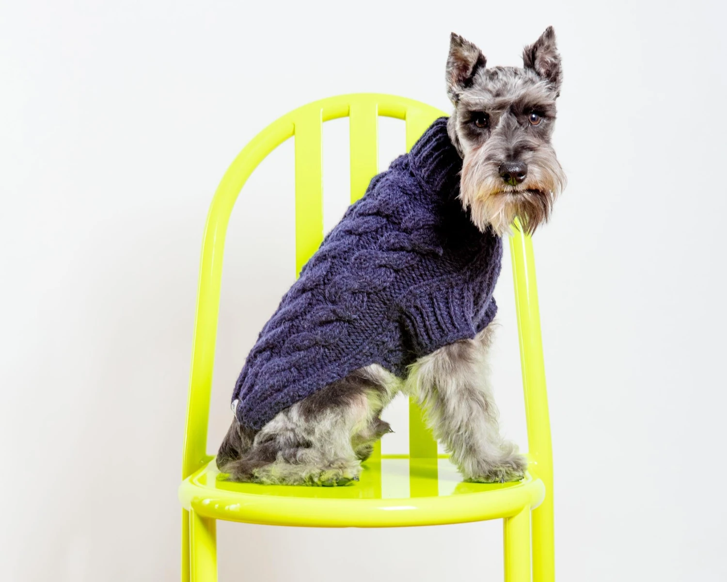 DOG & CO. COLLECTION Downtown Roll Neck Dog Sweater In Navy - Image 6