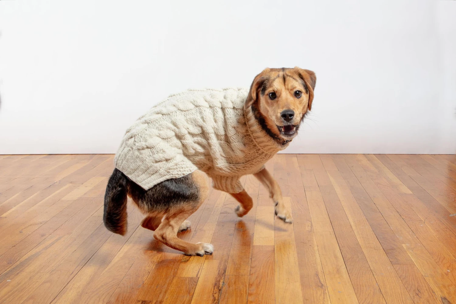 DOG & CO. COLLECTION Downtown Roll Neck Dog Sweater In Natural - Image 9