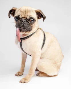 LA CINOPELCA Italian Leather Dog Harness In Classic Black