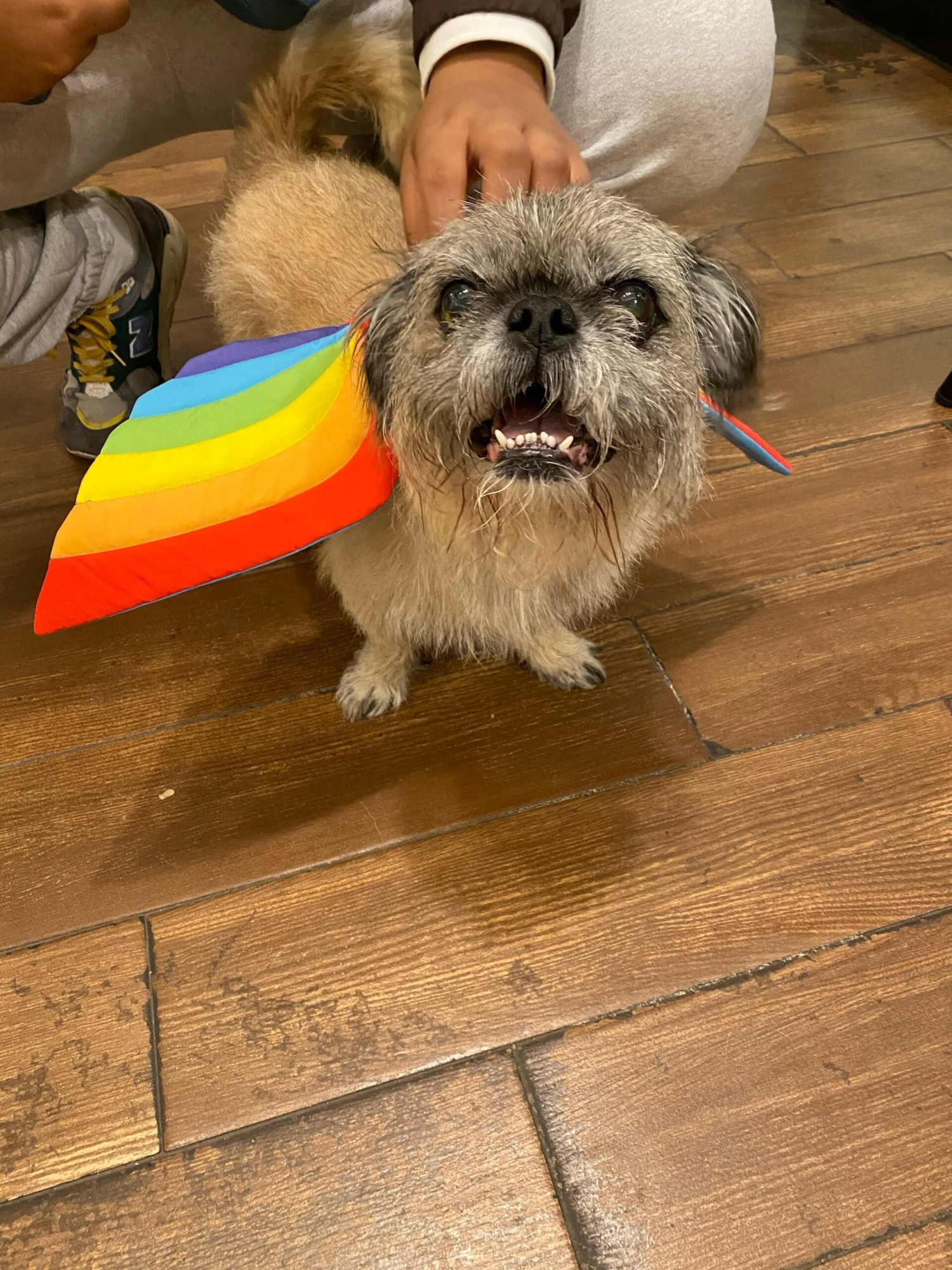 DOGO Adjustable Tie-On Rainbow Dog Wings - Image 3