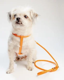 LA CINOPELCA Italian Leather Dog Leash In Orange