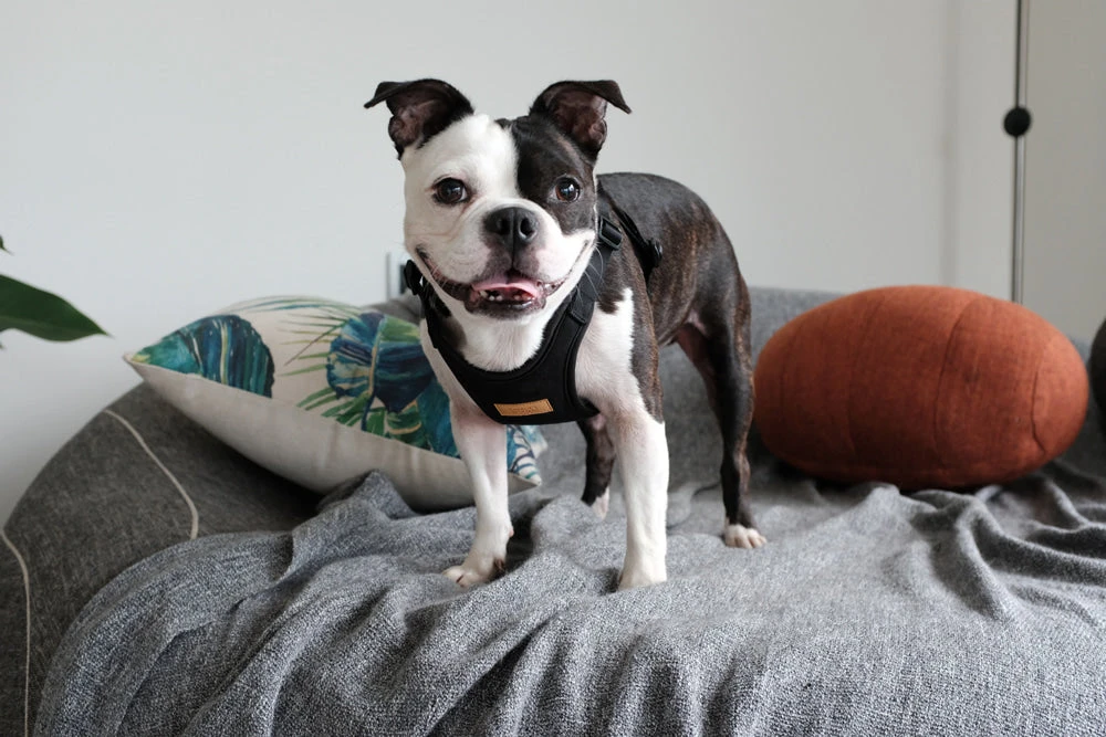 CHARLIE'S BACKYARD Comfort Dog Harness In Black - Image 8