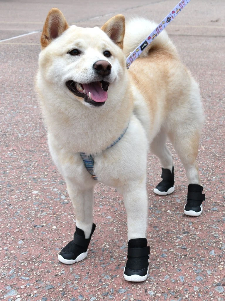 RIFRUF Caesar Dog Sneakers In Black - Image 6