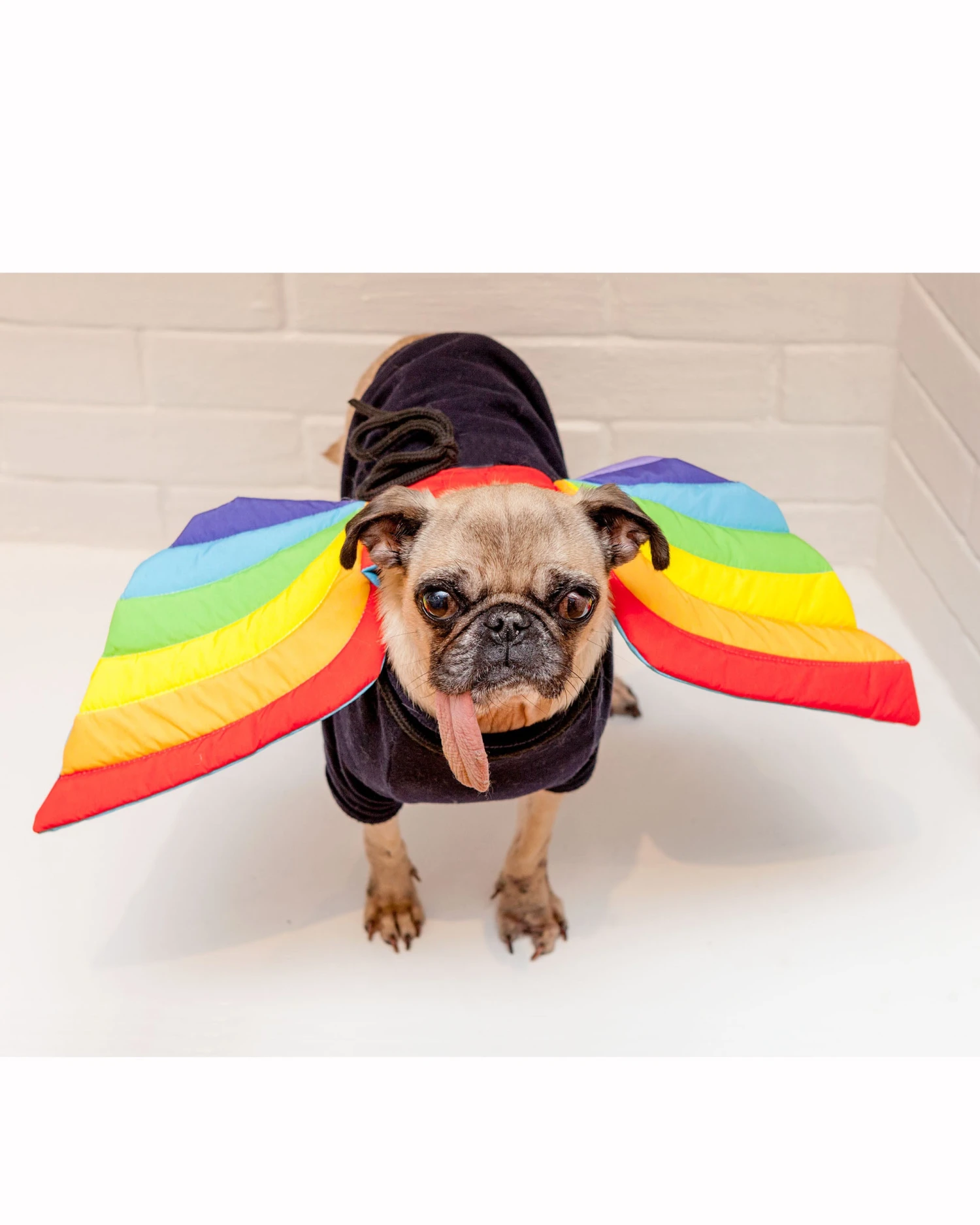 DOGO Adjustable Tie-On Rainbow Dog Wings - Image 2